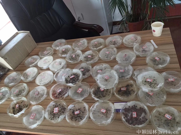 1684725109463676.jpg 試種3.jpg