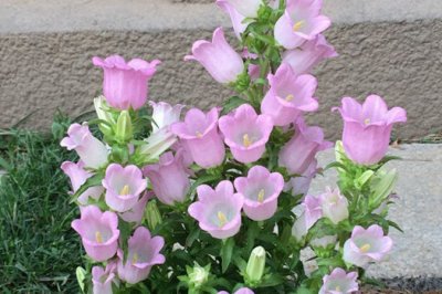 風鈴花夏天能種嗎？