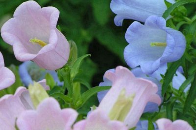 風鈴花香嗎？