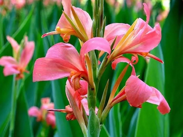 1684754462691609.jpg 美人蕉8.jpg