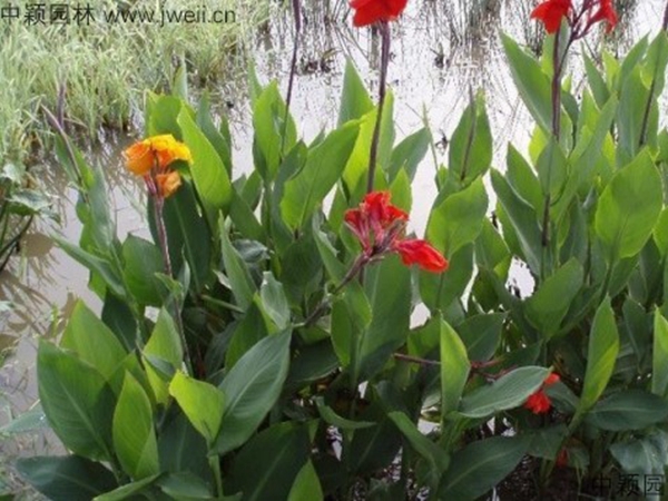 1684754485774916.jpg 美人蕉3.jpg