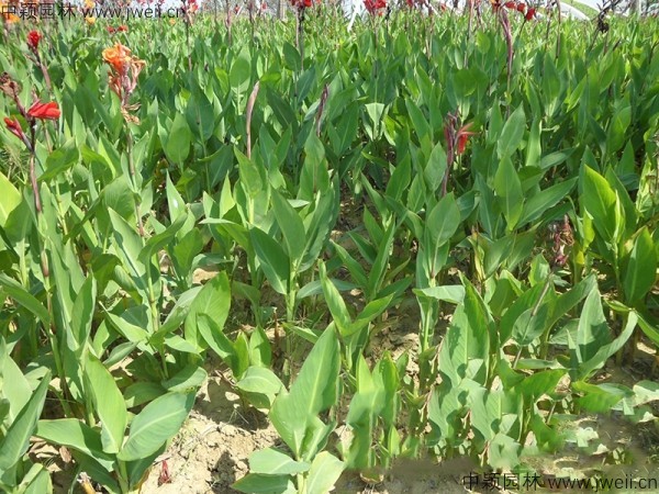 1684754508870971.jpg 美人蕉5.jpg