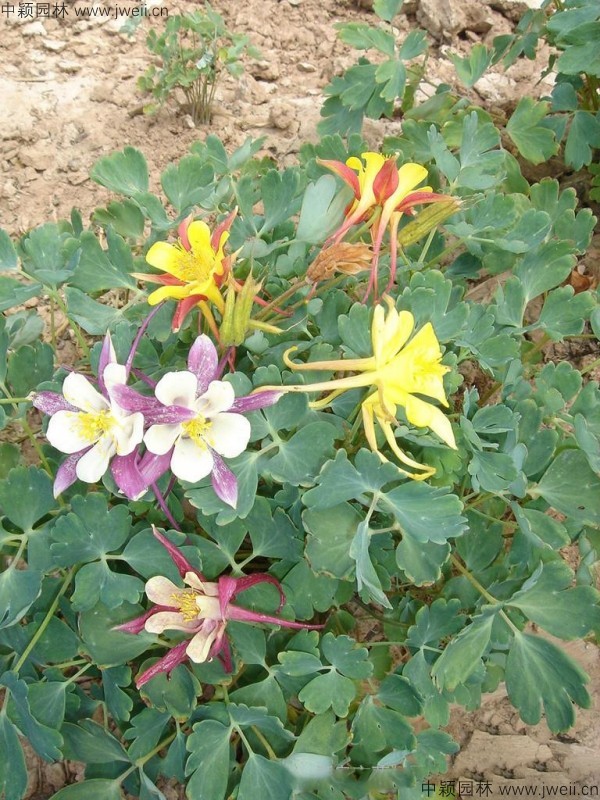 耬斗菜種子7.jpg
