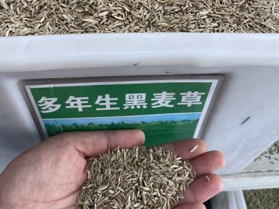 綠化草坪種子怎么種植