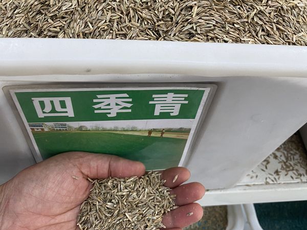 1685010212992792.jpg 種子8.jpg