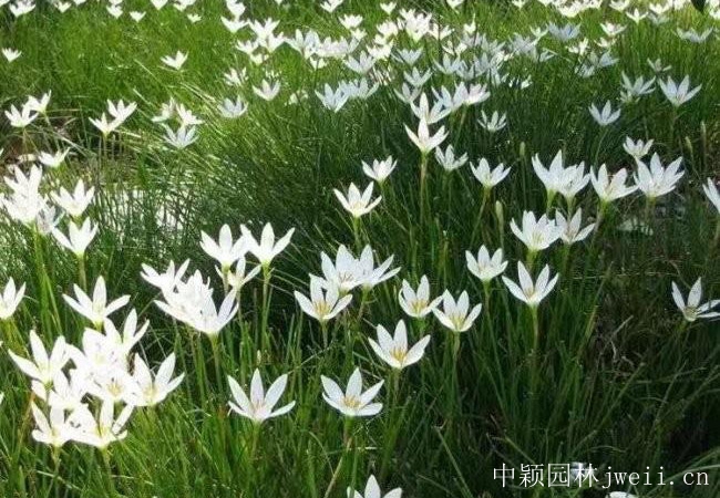 1685081840557330.jpg 蔥蘭.jpg