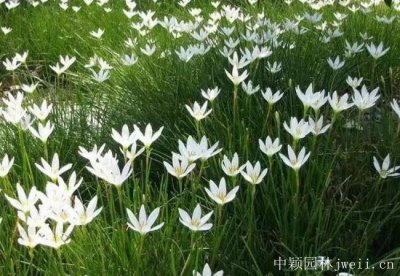 蔥蘭可以在南方種嗎？