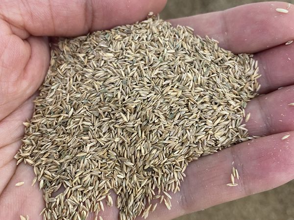 1685097697464459.jpg 種子5.jpg