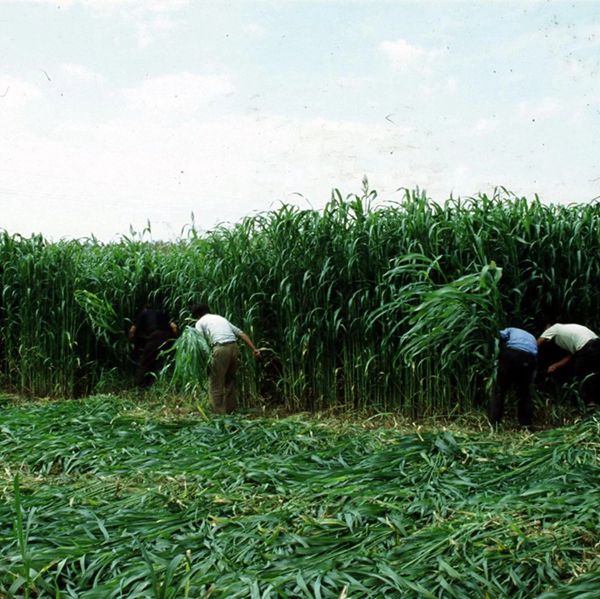 皇竹 草種節8.jpg