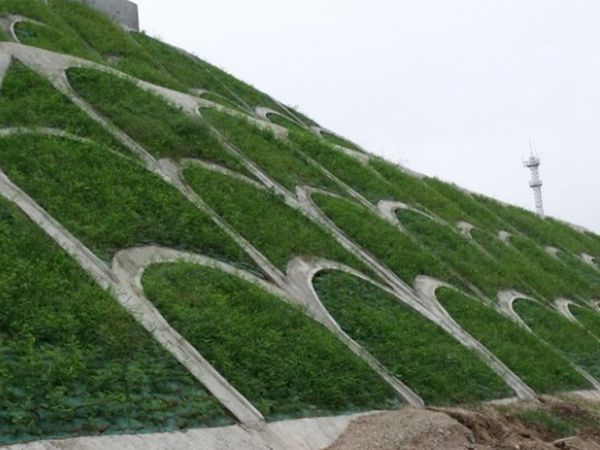 1685424307454773.jpg 紫穗槐15.jpg