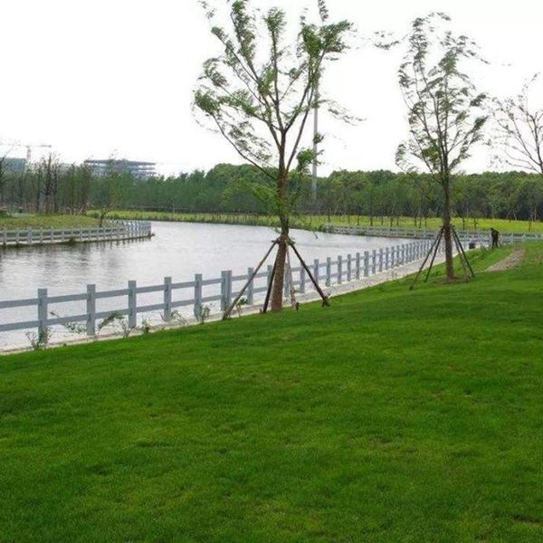 1685612444850592.jpg 高羊茅12_副本.jpg