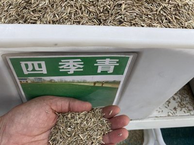 草坪種子批發廠家在哪里