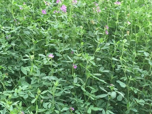 1686042125117287.jpg 紫花苜蓿5.jpg