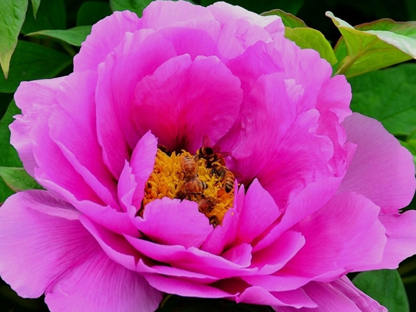 1686191116216409.jpg 牡丹2.jpg