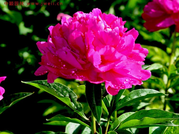 1686192291350622.jpg 牡丹1.jpg