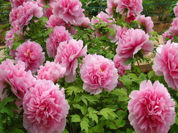 1686193082229749.jpg 牡丹7.jpg