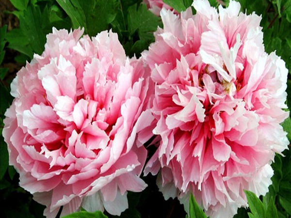 1686193098710194.jpg 牡丹3.jpg