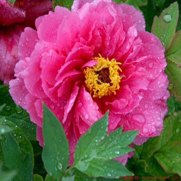 1686193122283532.jpg 牡丹10.jpg