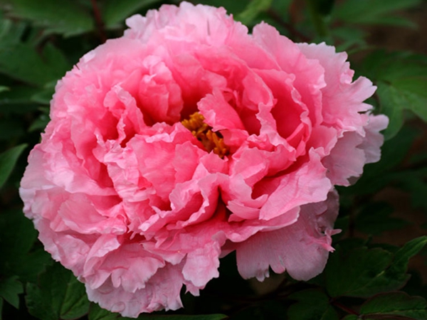 1686193151336019.jpg 牡丹9.jpg