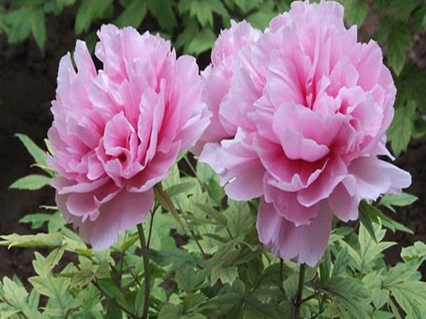 1686196281425435.jpg 牡丹4.jpg