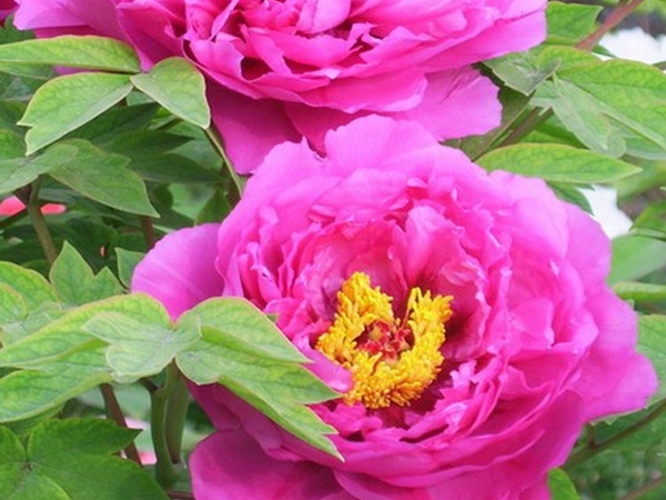 1686196613348513.jpg 牡丹8.jpg