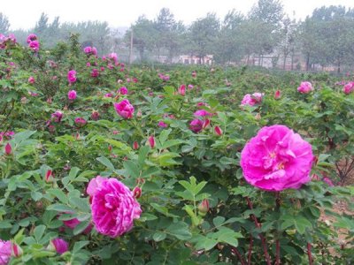 薔薇可以在南方種嗎？