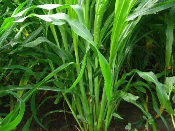 1686213419823291.jpg 甜高梁29.jpg