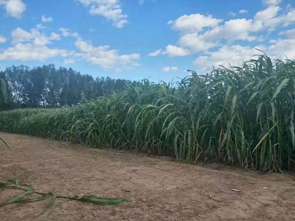 1686213490924044.jpg 甜高梁1.jpg