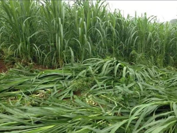 1686213505172283.jpg 甜高梁37.jpg