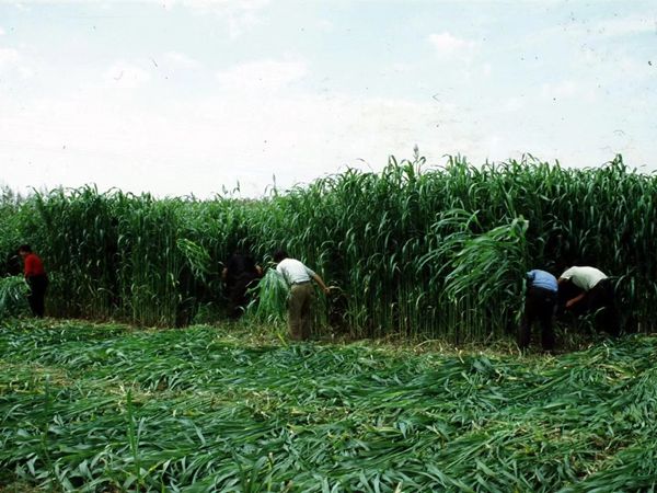 1686213528817535.jpg 甜高梁24.jpg