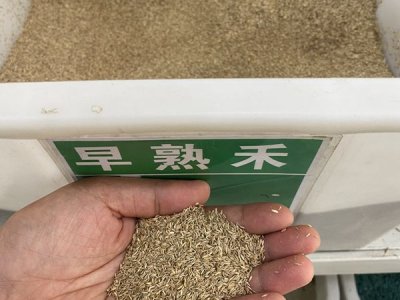草坪種子哪種好？