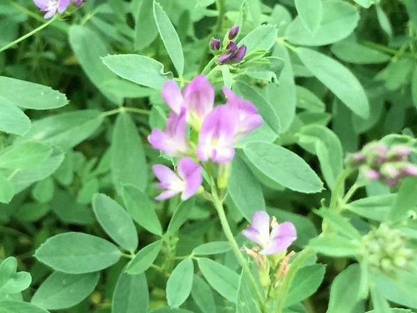 1686215886929298.jpg 紫花苜蓿7.jpg