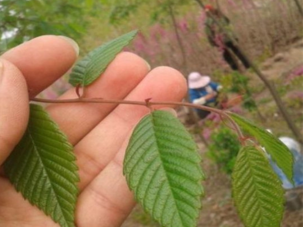 1686299724601306.jpg 櫸樹.jpg