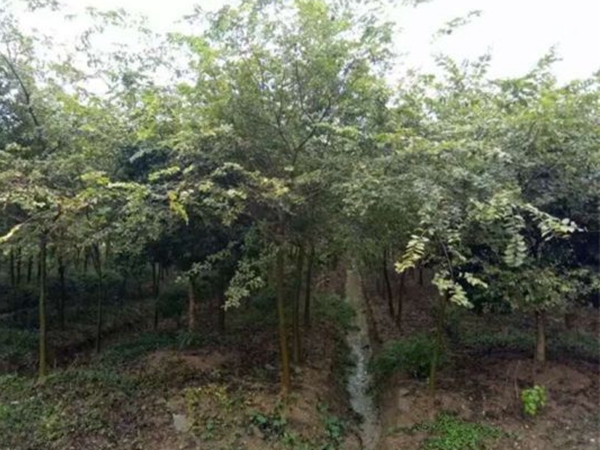 1686299728474224.jpg 櫸樹1.jpg