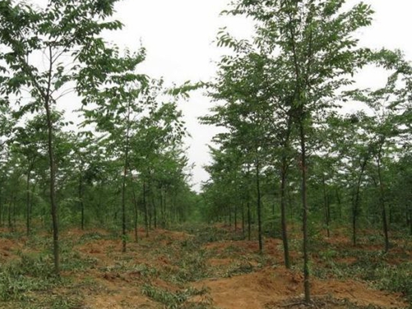 1686299732584581.jpg 櫸樹2.jpg