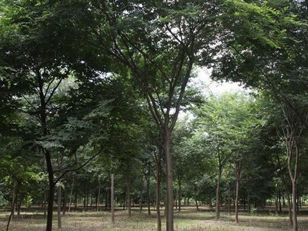 1686299751556281.jpg 櫸樹4.jpg