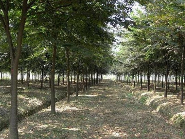 1686299755783887.jpg 櫸樹5.jpg