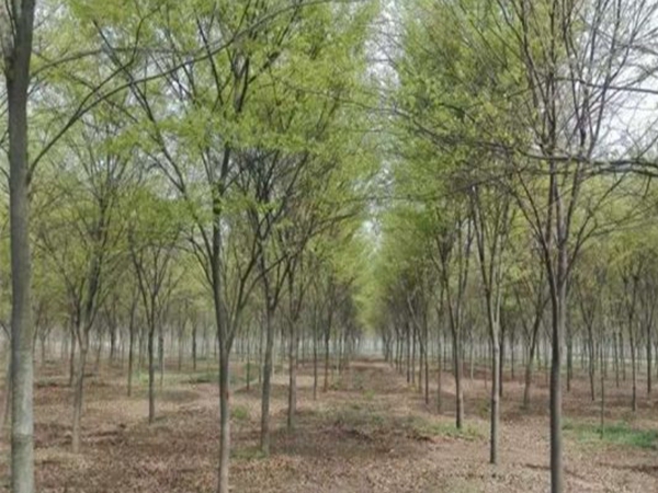 1686299760227043.jpg 櫸樹6.jpg