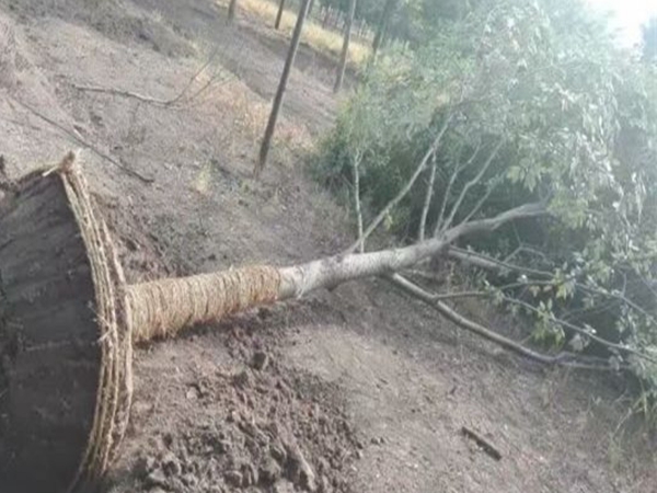 1686299764715964.jpg 櫸樹7.jpg