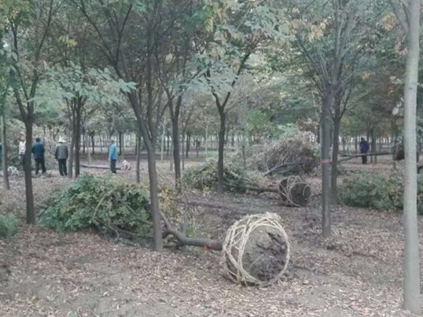 1686299769686888.jpg 櫸樹8.jpg