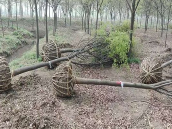 1686299777875892.jpg 櫸樹10.jpg