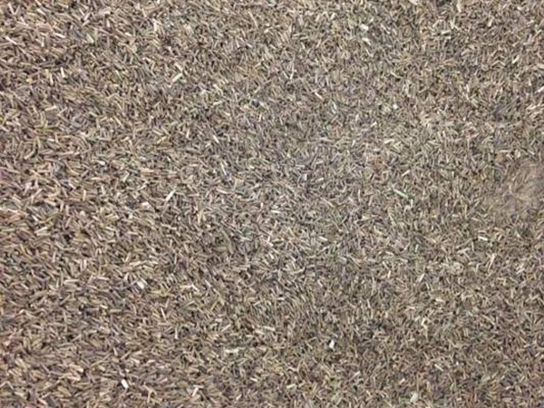 1686311484714401.jpg 美女櫻種子1.jpg