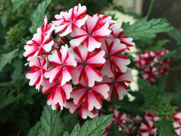 1686311490311283.jpg 美女櫻19.jpg