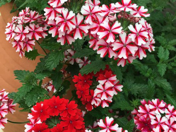 1686311493336710.jpg 美女櫻18.jpg