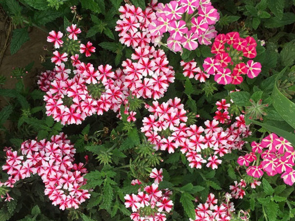 1686311525210410.jpg 美女櫻20.jpg