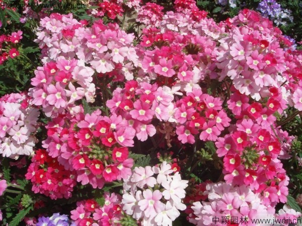 1686311542369624.jpg 美女櫻種子6.jpg