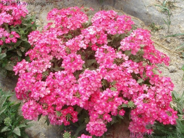 1686311546435487.jpg 美女櫻種子7.jpg