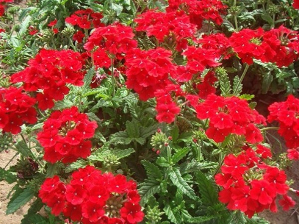 1686311550839495.jpg 美女櫻種子8.jpg