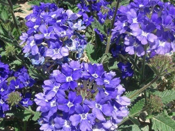 1686311559666497.jpg 美女櫻種子12.jpg