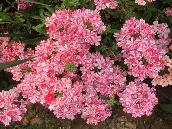 1686311576316594.jpg 美女櫻種子17.jpg